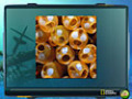 Imagens para download gratuito de Nat Geo Adventure: Ghost Fleet 3