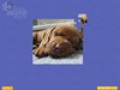 Imagens para download gratuito de Super Jigsaw Puppies 3